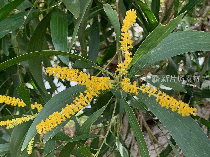 相思花(Acacia Auriculiformis)